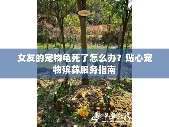 女友的宠物龟死了怎么办？贴心宠物殡葬服务指南
