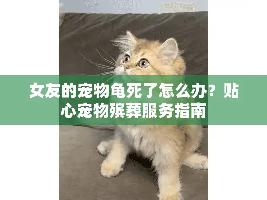 女友的宠物龟死了怎么办？贴心宠物殡葬服务指南