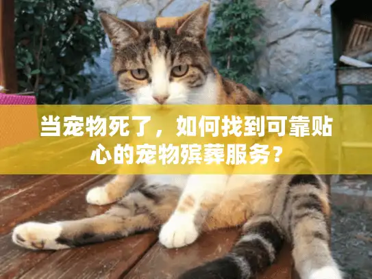 当宠物死了，如何找到可靠贴心的宠物殡葬服务？