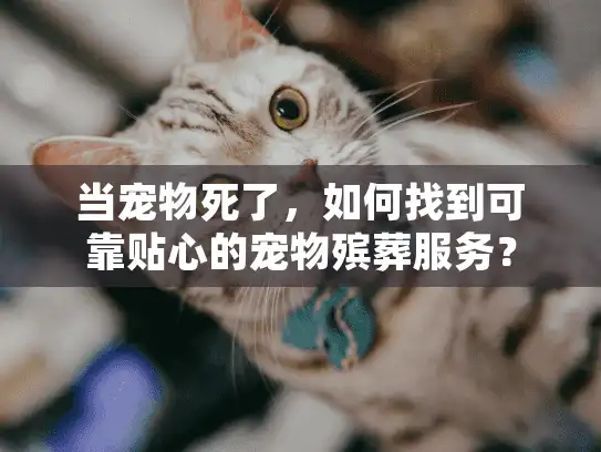 当宠物死了，如何找到可靠贴心的宠物殡葬服务？