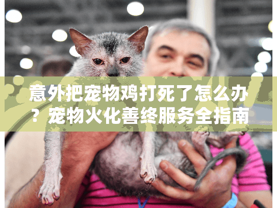 意外把宠物鸡打死了怎么办？宠物火化善终服务全指南