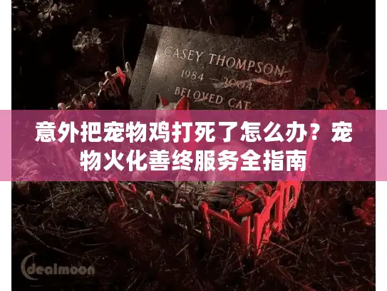 意外把宠物鸡打死了怎么办？宠物火化善终服务全指南