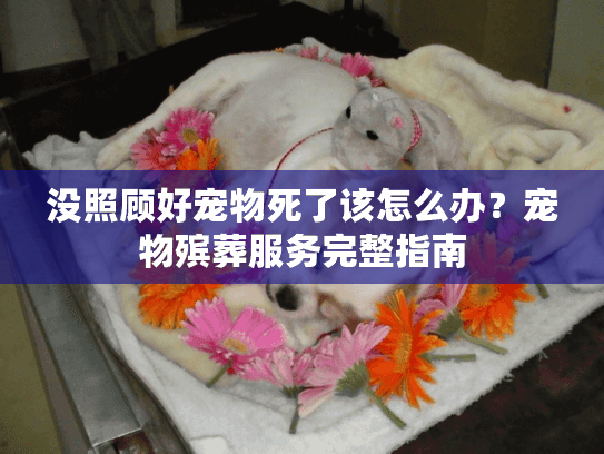 没照顾好宠物死了该怎么办？宠物殡葬服务完整指南
