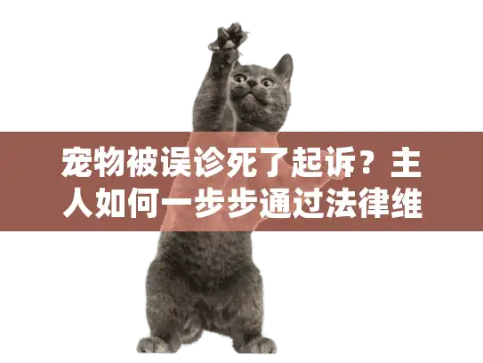 宠物被误诊死了起诉？主人如何一步步通过法律维权和安排后事