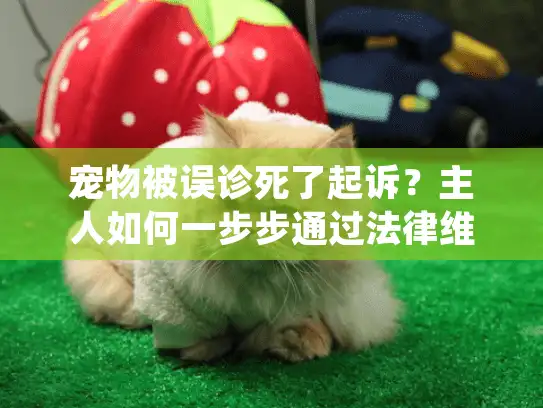 宠物被误诊死了起诉？主人如何一步步通过法律维权和安排后事