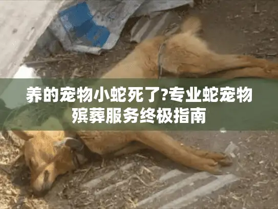 养的宠物小蛇死了?专业蛇宠物殡葬服务终极指南 养的宠物小蛇死了?专业蛇宠物殡葬服务终极指南