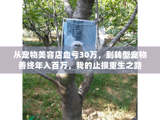 从宠物美容店血亏30万，到转型宠物善终年入百万，我的止损重生之路