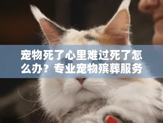 宠物死了心里难过死了怎么办？专业宠物殡葬服务助您度过难关