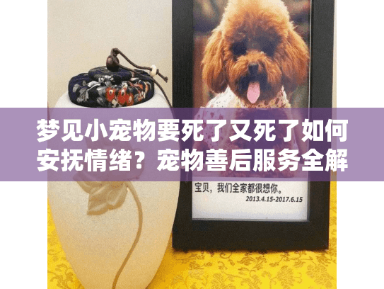 梦见小宠物要死了又死了如何安抚情绪？宠物善后服务全解析