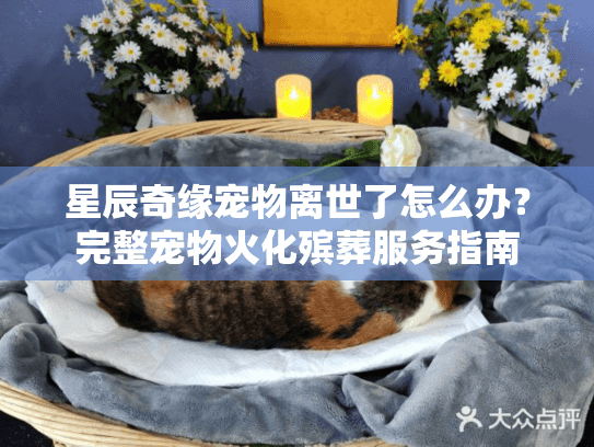 星辰奇缘宠物离世了怎么办?完整宠物火化殡葬服务指南 星辰奇缘宠物离世了怎么办?完整宠物火化殡葬服务指南