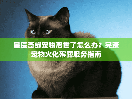 星辰奇缘宠物离世了怎么办?完整宠物火化殡葬服务指南 星辰奇缘宠物离世了怎么办?完整宠物火化殡葬服务指南