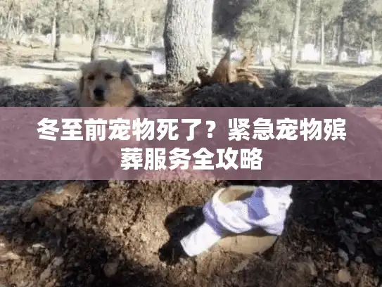 冬至前宠物死了？紧急宠物殡葬服务全攻略