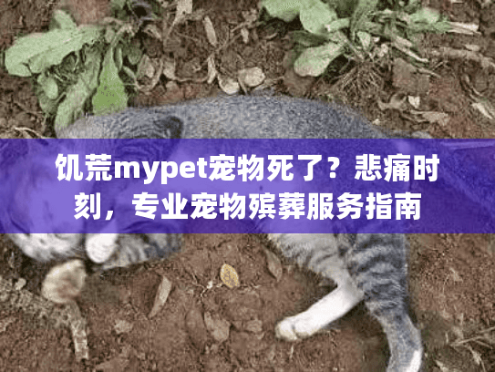 饥荒mypet宠物死了？悲痛时刻，专业宠物殡葬服务指南