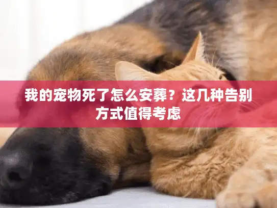 我的宠物死了怎么安葬？这几种告别方式值得考虑