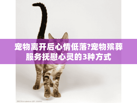 宠物离开后心情低落?宠物殡葬服务抚慰心灵的3种方式