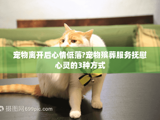 宠物离开后心情低落?宠物殡葬服务抚慰心灵的3种方式