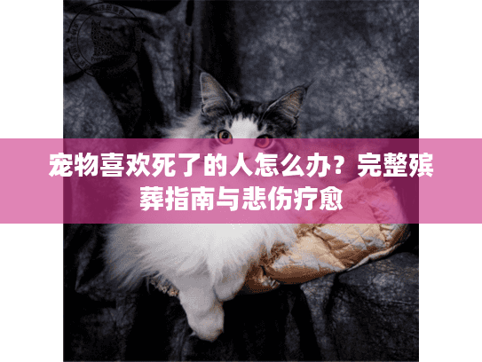 宠物喜欢死了的人怎么办?完整殡葬指南与悲伤疗愈 宠物喜欢死了的人怎么办?完整殡葬指南与悲伤疗愈