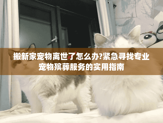 搬新家宠物离世了怎么办?紧急寻找专业宠物殡葬服务的实用指南 搬新家宠物离世了怎么办?紧急寻找专业宠物殡葬服务的实用指南