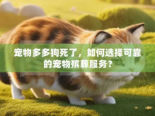 宠物多多狗死了,如何选择可靠的宠物殡葬服务? 宠物多多狗死了,如何选择可靠的宠物殡葬服务?